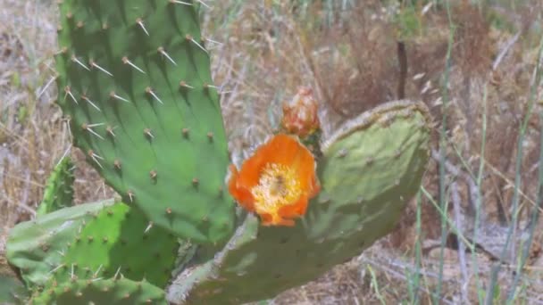 Top View Bee Pollinating Cactus Flower Windy Day — Vídeos de Stock