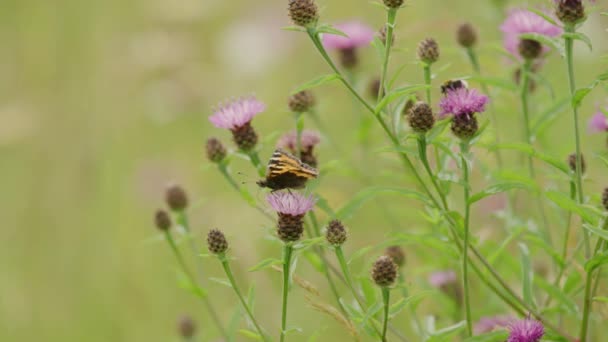 Велика Черепашка Метелик Сидить Рожевій Квіточці Будяка Мала Глибина — стокове відео