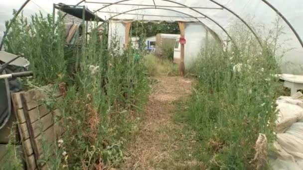 Petit Sentier Pédestre Intérieur Village Écologique Maison Verdure Avec Plante — Video