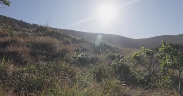 Expansive Landscape California Coastal Field Morning Shot Canon — Stock Video