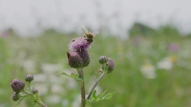 Бджола Оглядає Квітку Будяка Рожевого Кольору Важлива Служба Запилення — стокове відео