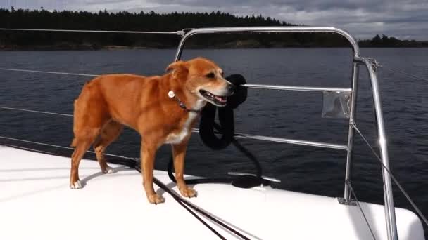 Dog Standing Port Side Sailboat Sails Ocean — Vídeo de Stock