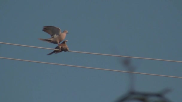 Ringhals Duvor Utföra Parningsritual Ett Verktyg Tråd Mot Blå Himmel — Stockvideo