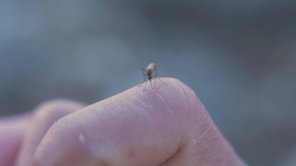 Mosquito Sucking Blood Man Finger — Stock Video