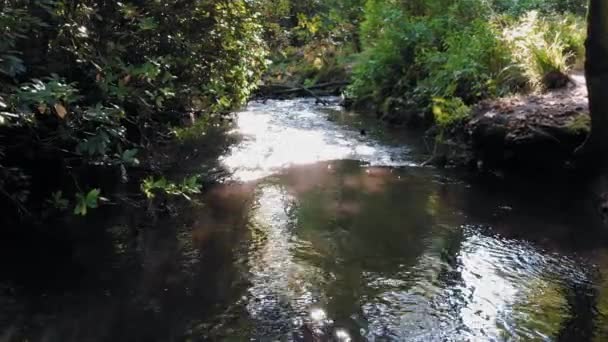 Aerial Slow Motion Woodland River Sun Glistening Water Penllergare Woods — Stockvideo