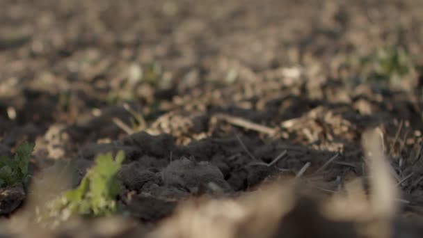 Een Droog Stuk Vuil Desintegreert Stof Als Het Grond Raakt — Stockvideo