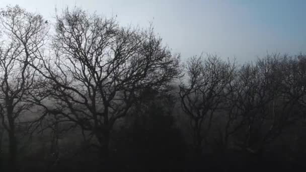 Aérial Vol Latéral Long Silhouette Des Arbres Avec Toile Fond — Video