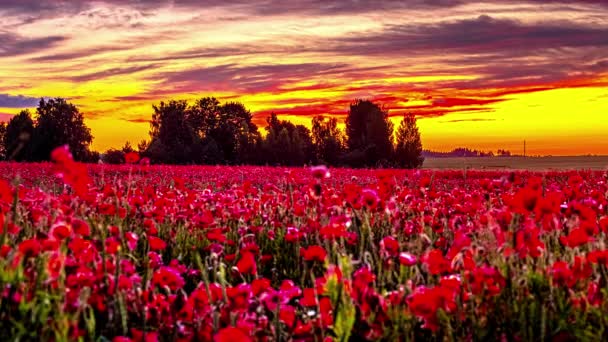 Ateşli Günbatımı Gökyüzü Altında Güzel Kırmızı Gelincikler Tarlası Zaman Aşımı — Stok video