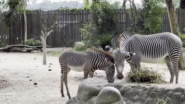 Två Grevy Zebra Äter Torra Skakar Huvudet Och Kroppen För — Stockvideo