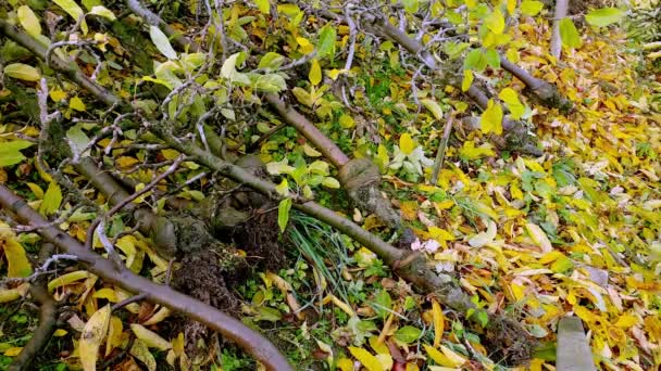Entwurzelte Apfelbäume Liegen Auf Dem Boden Diese Bäume Werden Entfernt — Stockvideo