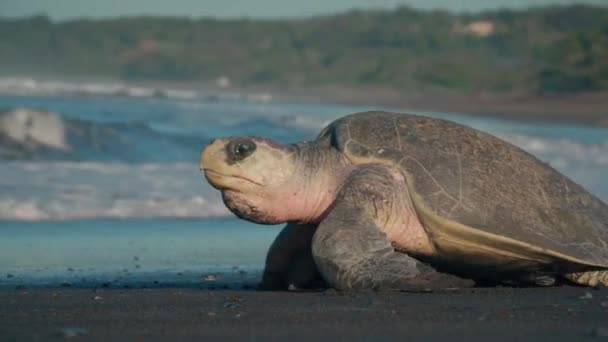 Large Turtle Hurrying Beach Strong Ocean Waves — Stock videók