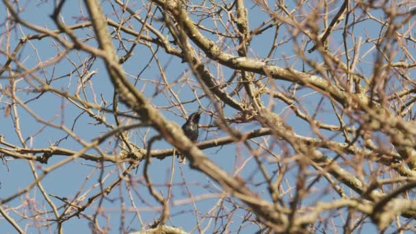 Pájaro Negro Algunas Ramas Árboles Cantando — Vídeos de Stock