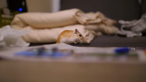 Crawling Gerbil Middle Table Unorganized Mess — Vídeo de Stock