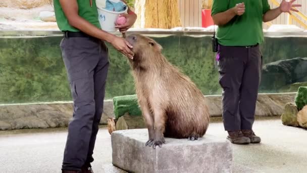 Capybara Hydrochoerus Hydrochaeris Sgranocchiare Continuamente Sul Palco Con Suoi Istruttori — Video Stock