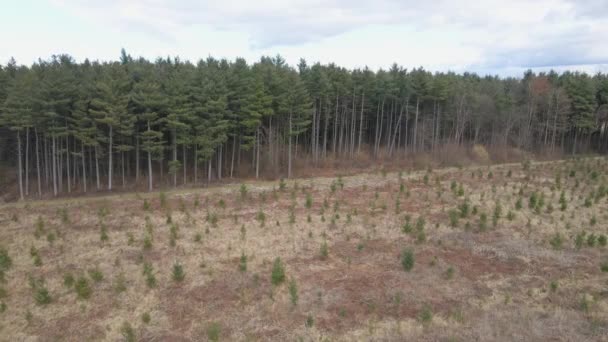 Vista Aérea Plantación Plantones Árboles Durante Campaña Reforestación Para Preservar — Vídeo de stock