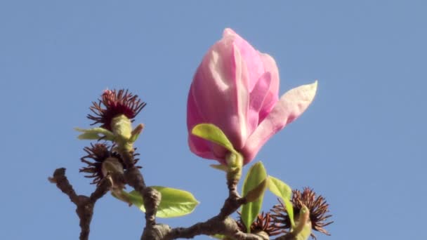 Różowy Kwiat Magnolii Błękitnym Tle Nieba — Wideo stockowe