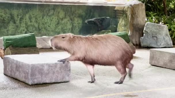 Barna Szőrös Capybara Sétál Színpadon Egyszer Egy Folyón Szingapúrban Folyó — Stock videók