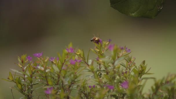 ミツバチが花粉を探す — ストック動画