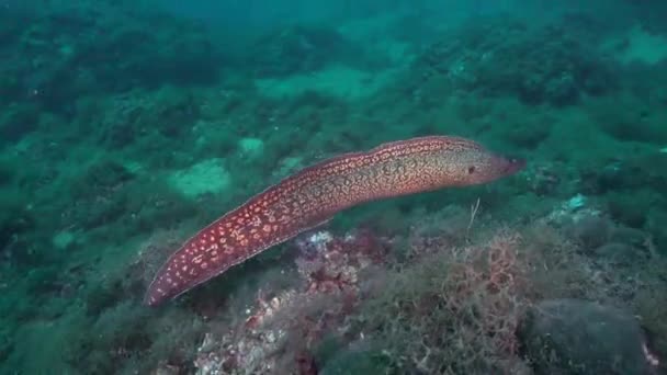 Free Swimming Moray Eel Turning Front Camera — Stockvideo