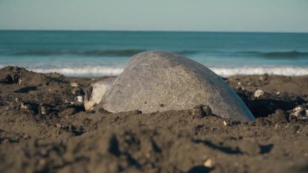 Turtle Laying Eggs Beach Costa Rica Bird Prey Background — Vídeo de Stock