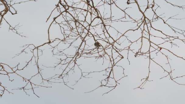 Burung Pada Cabang Pohon Melihat Sekitar Dan Melompat — Stok Video