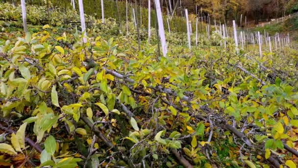 Reihenweise Entwurzelte Bäume Die Entfernt Werden Müssen Neue Apfelbäume Pflanzen — Stockvideo