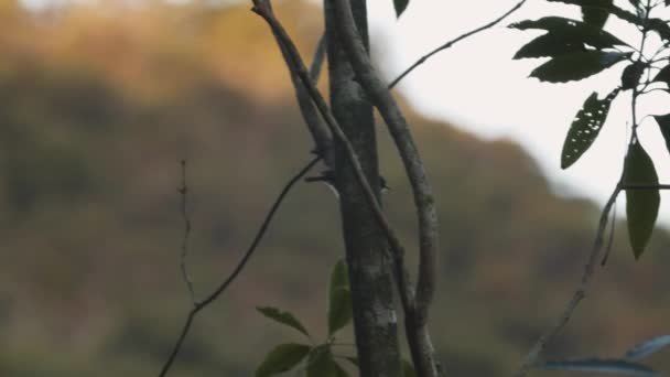 Pájaro Esconde Detrás Árbol — Vídeo de stock