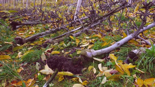 Uprooted Apple Trees Lying Ground — Stockvideo
