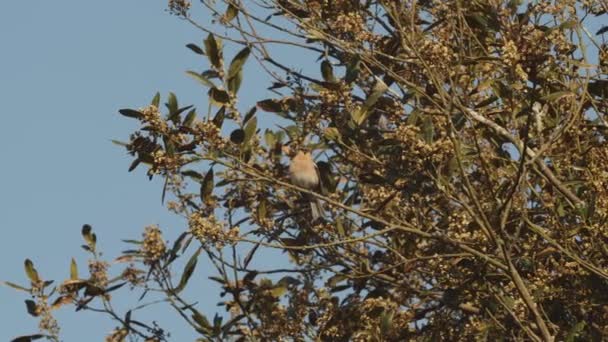 Ein Vogel Fast Getarnt Auf Einem Baum — Stockvideo