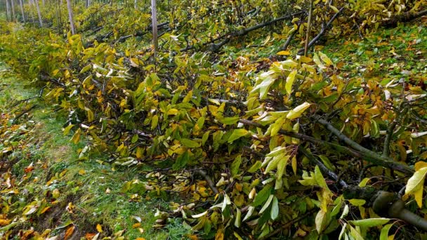 Uprooted Apple Trees Waiting Removed Order Plant New Trees — Stock Video