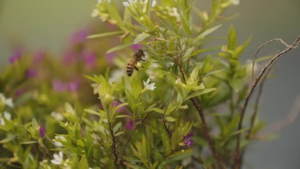 Uma Abelha Recolher Pólen Flores — Vídeo de Stock