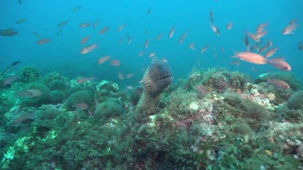 蓝海背景宽角度拍摄的莫雷鳗鱼和暗礁鱼 — 图库视频影像