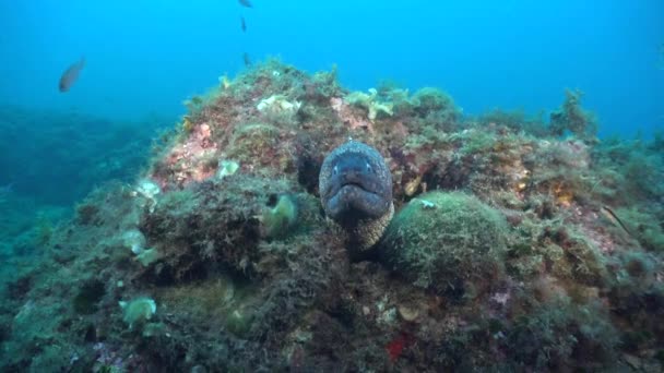 Moray Eel Coral Rock Facing Camera Wide Angle Shot — Vídeo de Stock