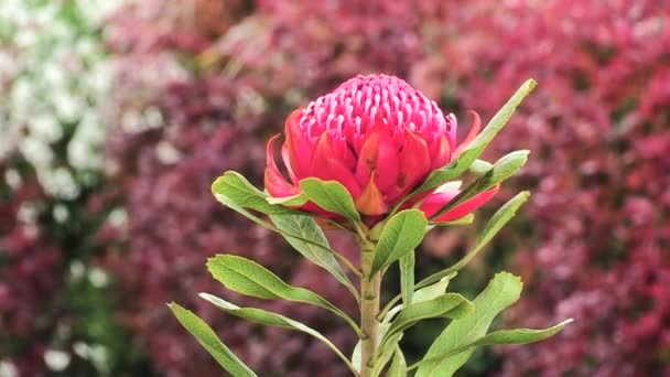 Schoonheid Van Een Prachtige Rode Protea Bloem Die Zachtjes Slingert — Stockvideo