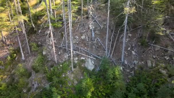 ヨーロッパの干ばつ 気候変動 地球温暖化 自然災害による死者の木の空中トラック撮影 — ストック動画