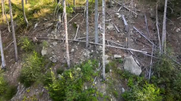 Aerial Stigande Skott Döda Träd Grund Torkan Europa Klimatförändringar Global — Stockvideo