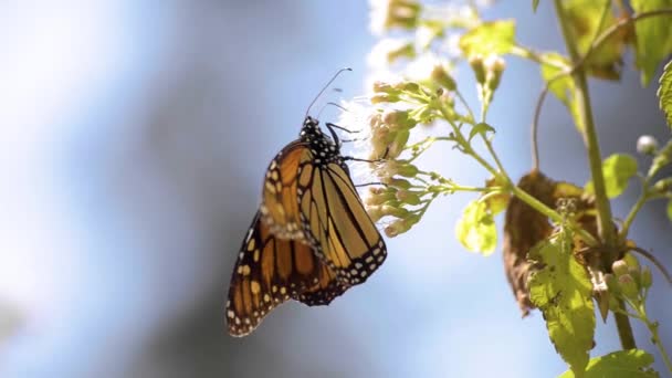 Close Cute Monarch Butterfly Eating Nectar White Flower Wild Life — Vídeo de stock