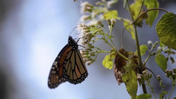 Close Cute Monarch Butterfly Eating Nectar White Flower — Stockvideo