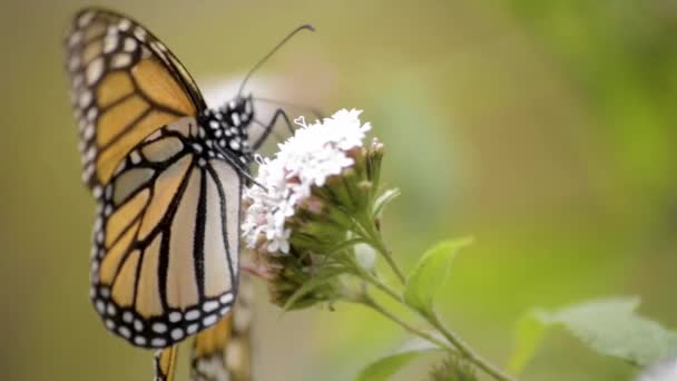 Close Van Een Mooie Monarch Vlinder Eten Nectar Een Bloem — Stockvideo