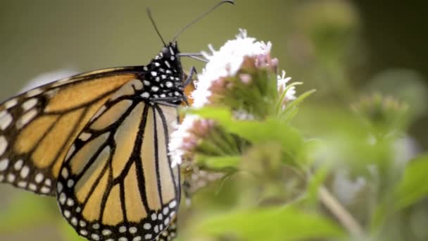 Großaufnahme Eines Schönen Monarchfalters Der Nektar Auf Einer Blume Isst — Stockvideo