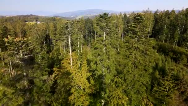Аэрофотосъемка Над Естественным Еловым Лесом Горах — стоковое видео