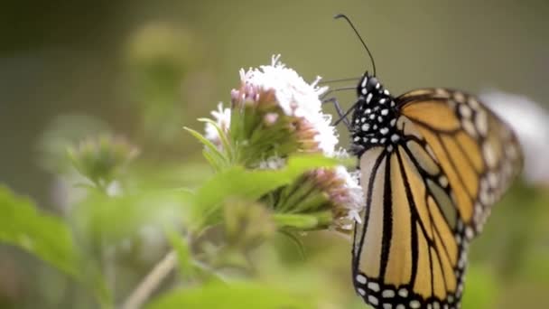 靠近一只美丽的帝王蝴蝶 吃着花朵上的花蜜 授粉概念 — 图库视频影像