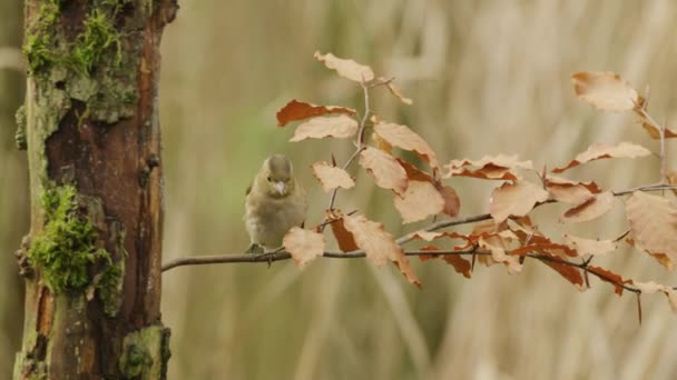 秋にオランダの木の枝にスローモーション女性のユーラシアのスズメのクローズアップ 静的ショット ぼやけた背景 — ストック動画