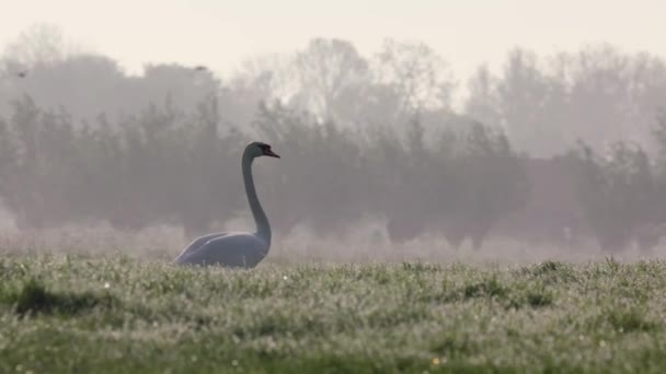 Swan Walks Wet Farm Land Early Morning Light Distinctive Long — Stock videók