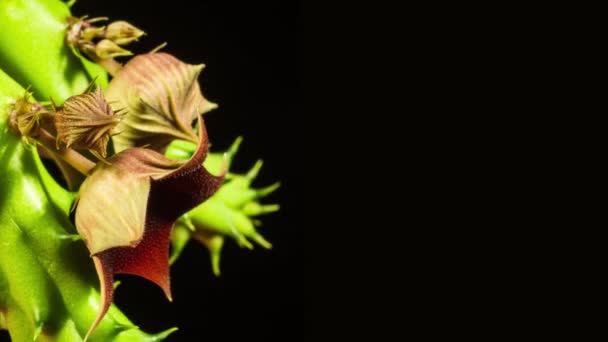 Red Dragon Stapelia Cactus Flowering Bud Bloom Macro Close Vivid — Wideo stockowe