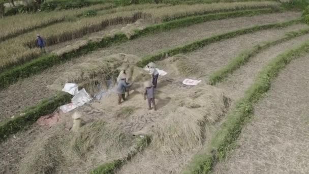 Kvinnor Skörda Ris Bali Indonesien Medelstora Skott — Stockvideo