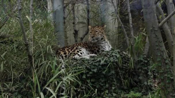 Cheetah Descansando Una Rama Árbol Bosque Parque Zoológico — Vídeos de Stock