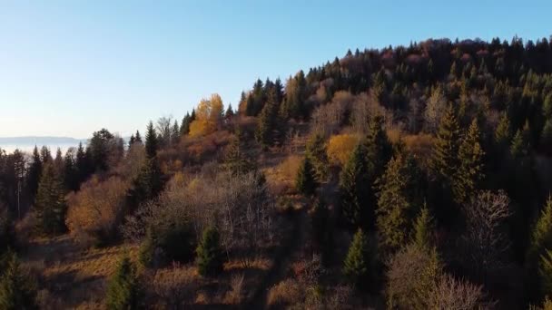 Dron Shot (pohybující se nahoru) z hory pokryté v barevném lese na podzim