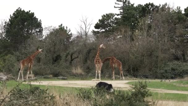 Afrikanische Wildtiere Giraffen Und Antilopen Fressen Zoopark — Stockvideo