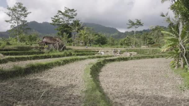 バリ島で米を収穫する女性インドネシア 旅行ショット — ストック動画